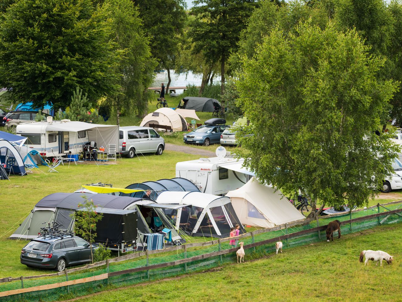Autos, Zelte und Wohnwagen auf einer Wiese, im Vordergrund grasen ein paar Tiere auf der Weide