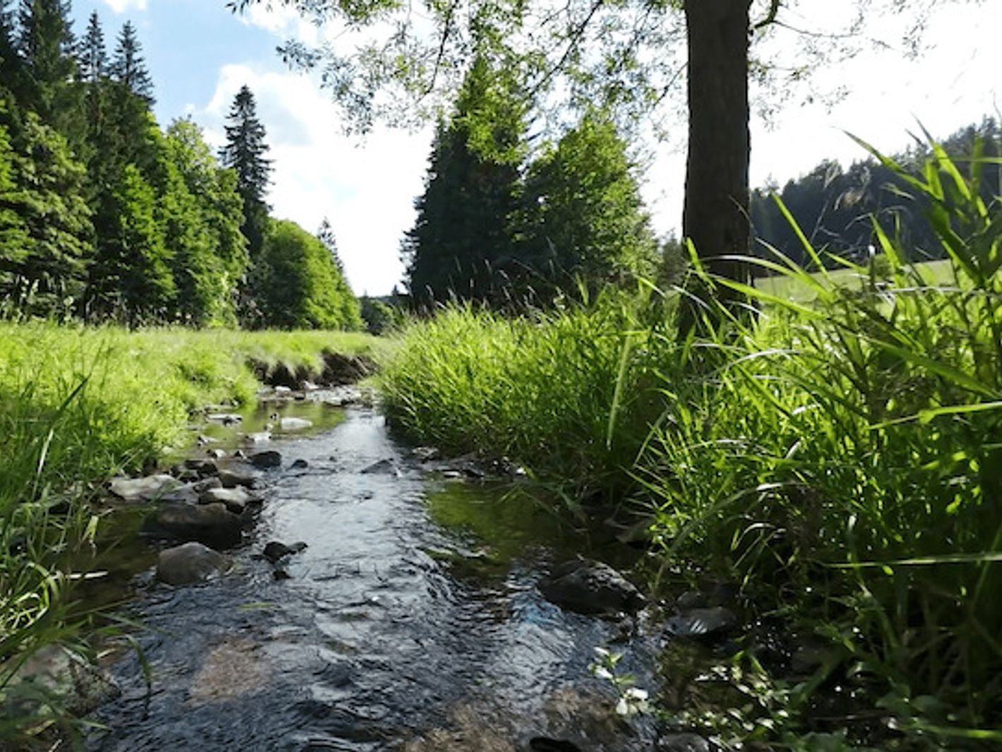 Waldfilm