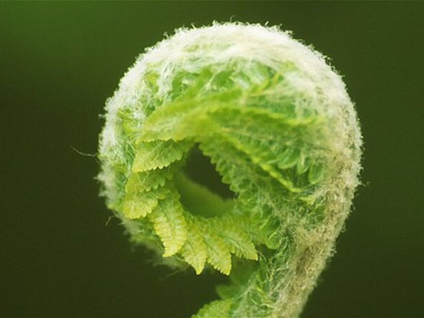 Foto: Fern Fiddlehead (WV) (https://www.flickr.com/photos/usfwsnortheast/7632095486), Foto von Ken Sturm (U.S. Fish and Wildlife Service Northeast Region), Public Domain (https://creativecommons.org/p...