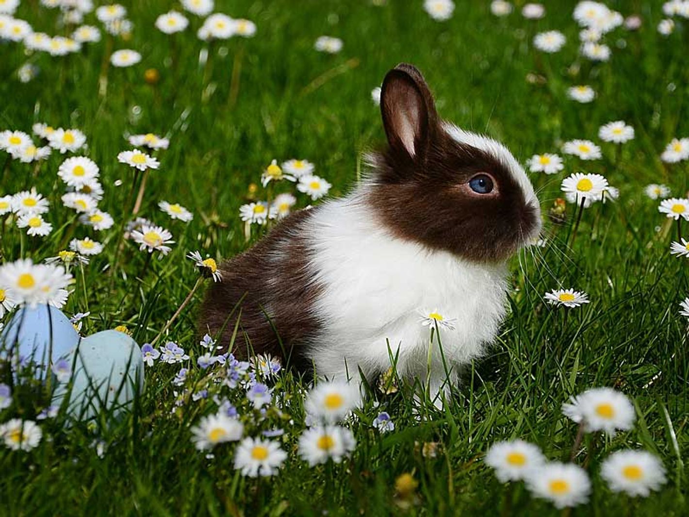 Osterhase auf der Wiese