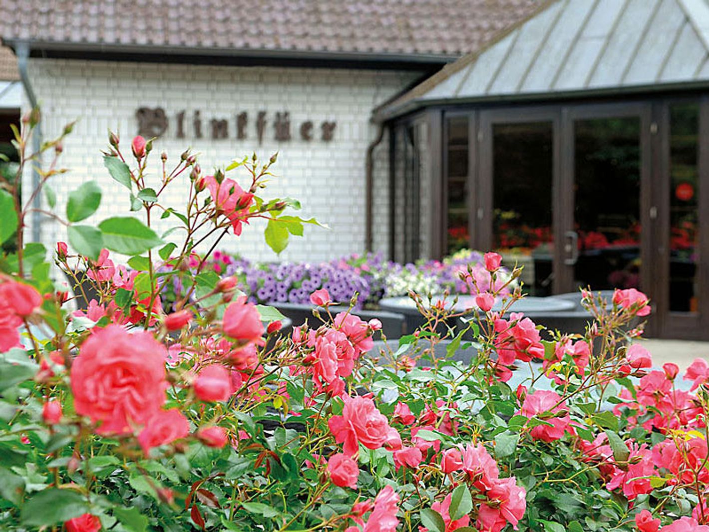 Hotel Blinkfüer - Eingangsbereich mit Rosenbeet