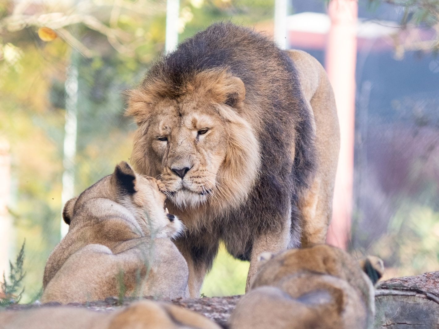 © Zoo Schwerin