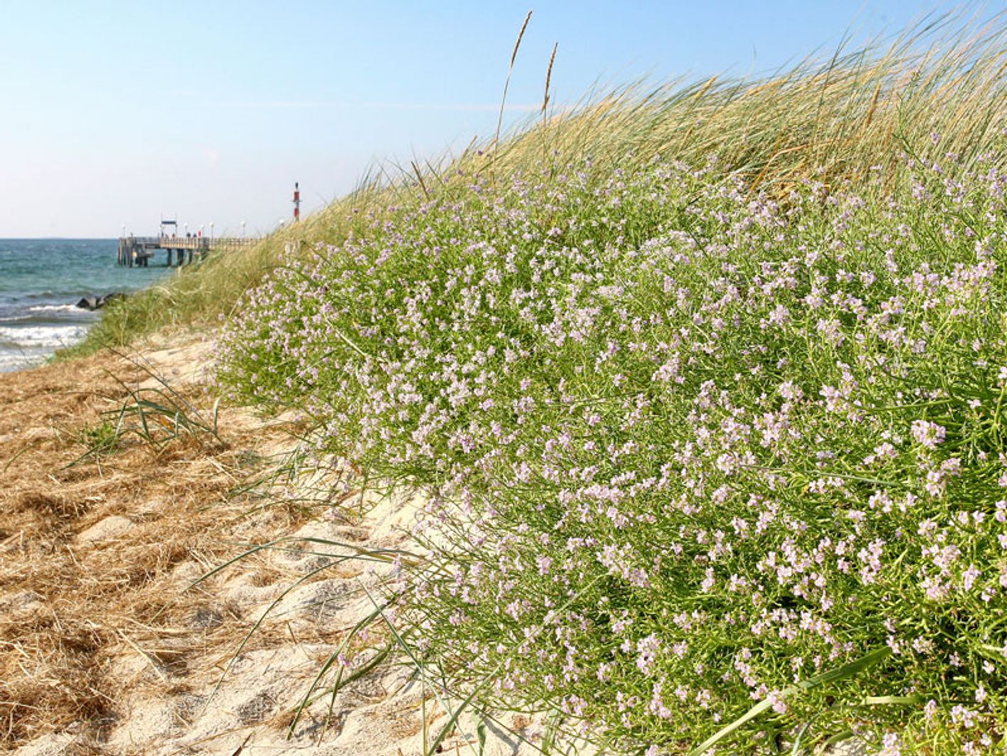 Dünen am Ostseestrand