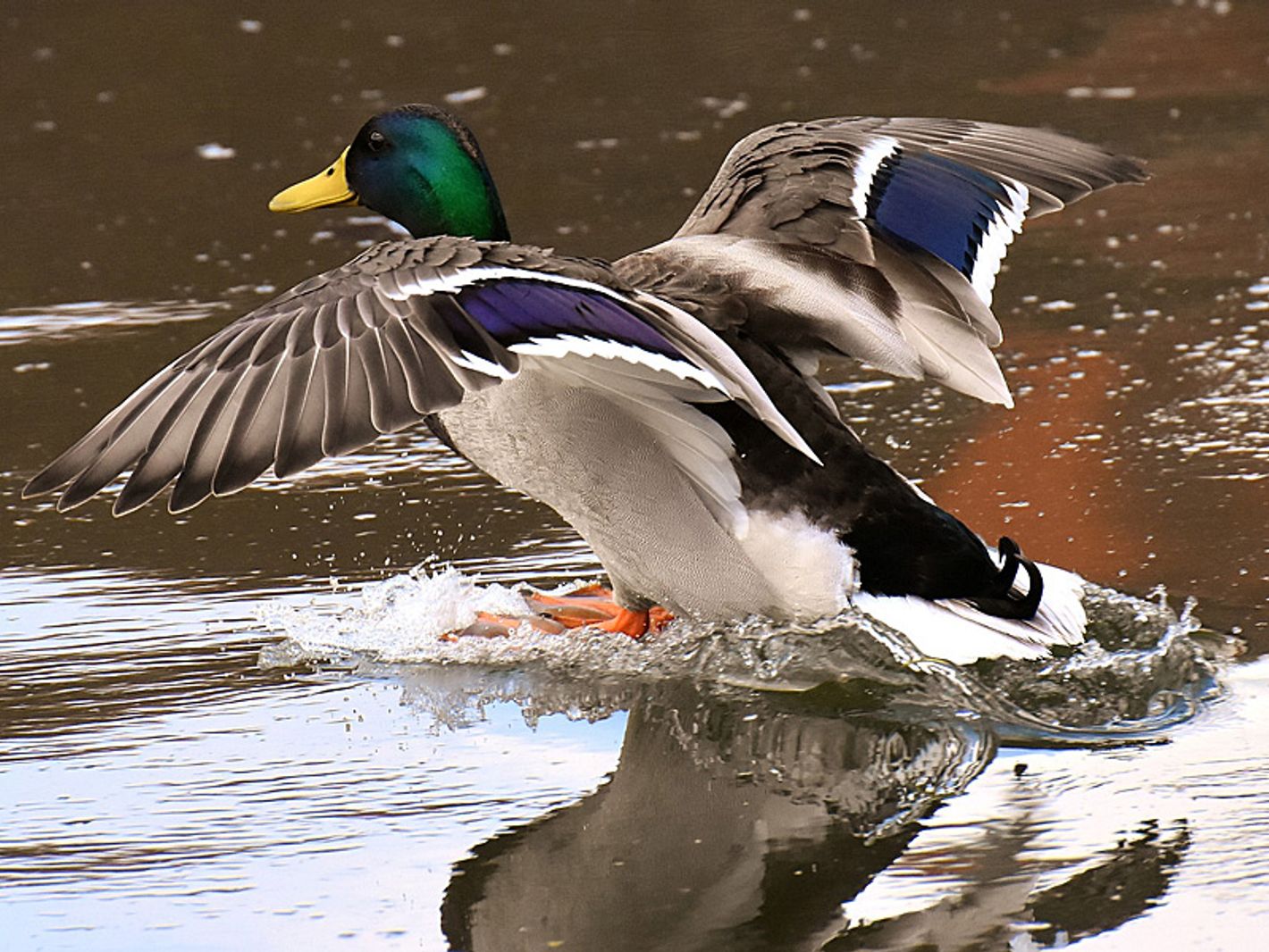 Ente
