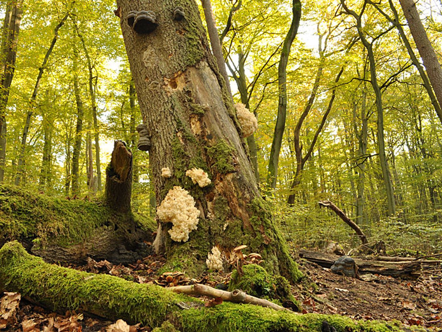Welterbe Alte Buchenwälder