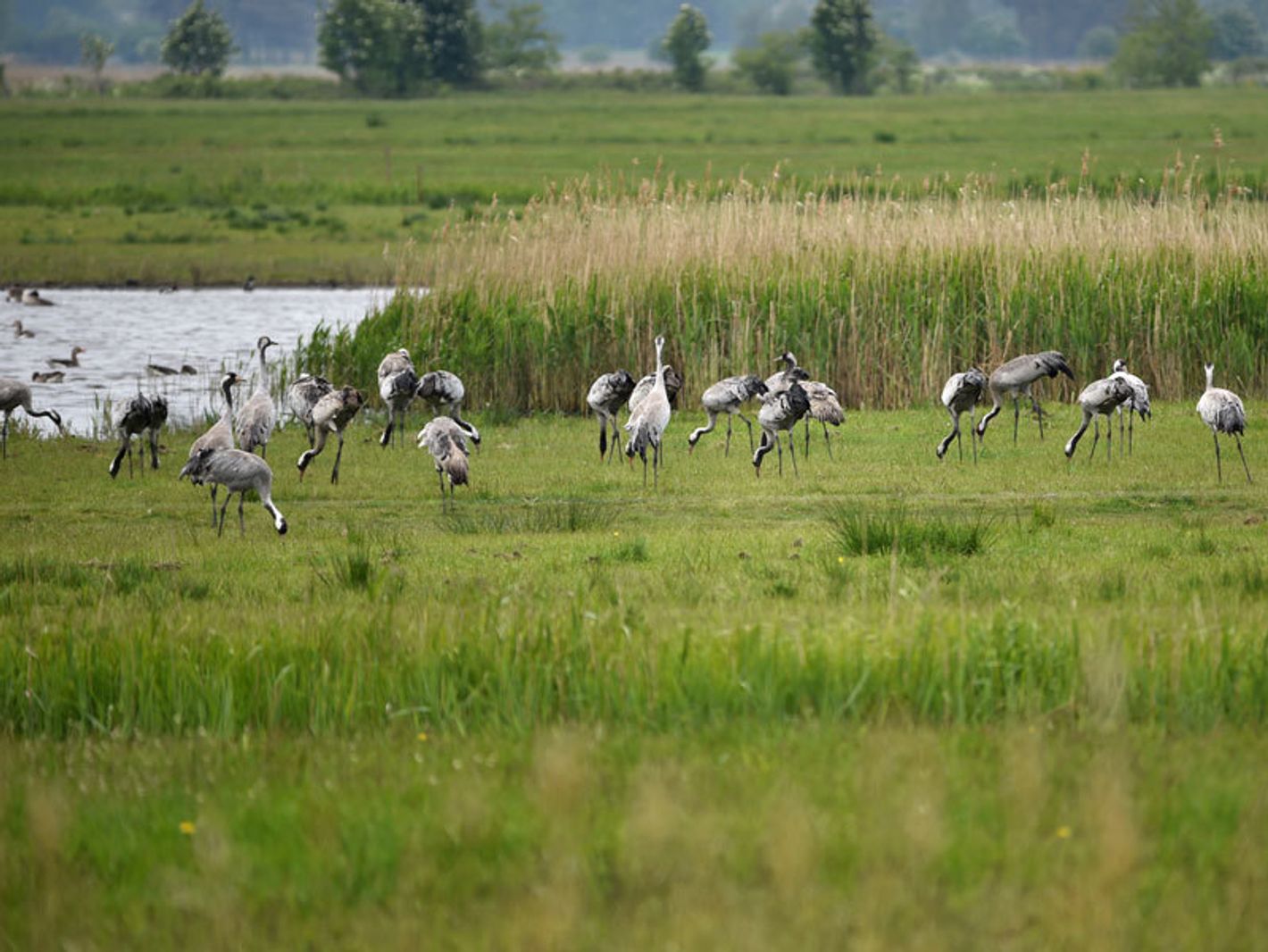 Vogelschutzinsel Kirr & Kranichparadies