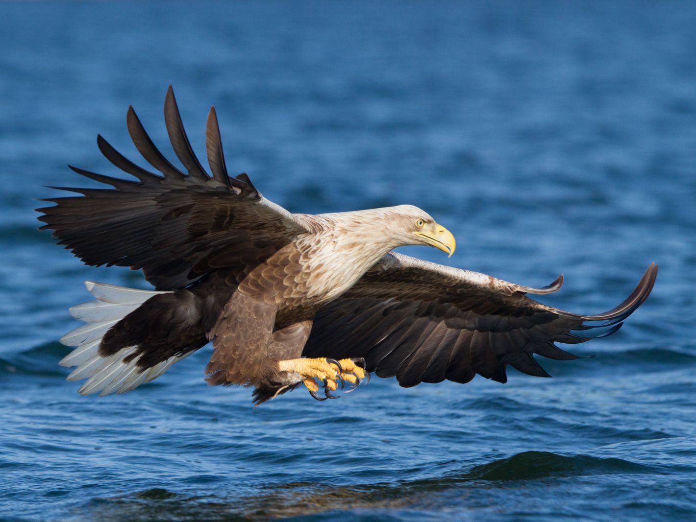 nabu seeadler-klemens-karkow | © Klemens Karkow