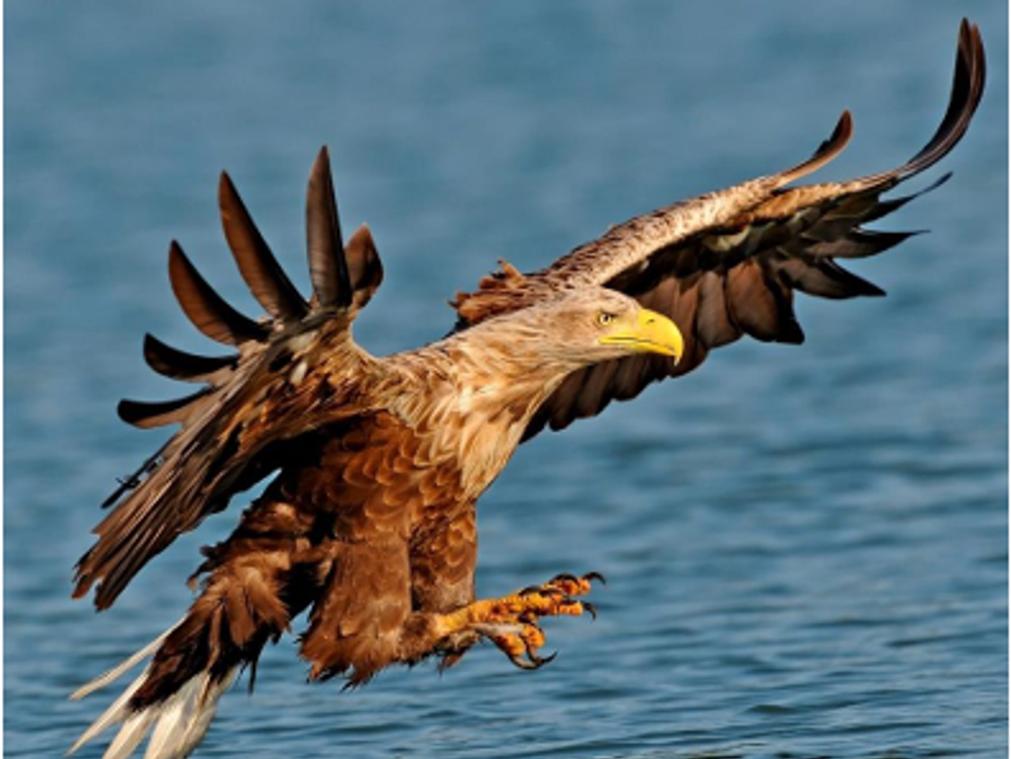 Im Reich des Seeadlers - Eine Radtour durch den Inselnorden | © Seeadler.PNG