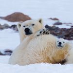 Artic-Light