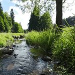 Waldfilm