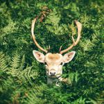 Natur- und Wildwoche in Graal-Müritz | 17. – 24. Oktober 2025 | © Foto von Chris Greenhow auf Unsplash