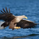 nabu seeadler-klemens-karkow | © Klemens Karkow