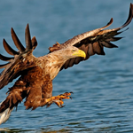 Im Reich des Seeadlers - Eine Radtour durch den Inselnorden | © Seeadler.PNG