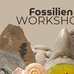Fossiliensammlerworkshop IMX (1) | © Ronald Klafack