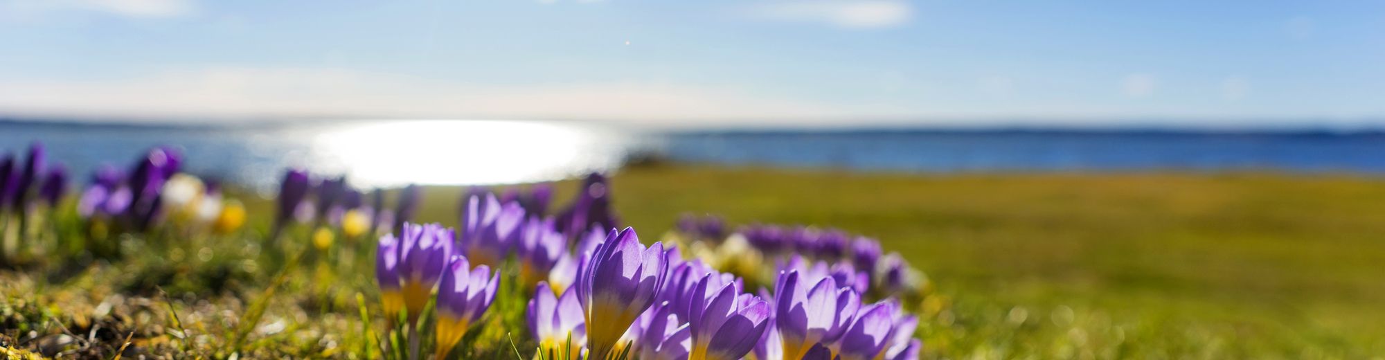 Krokusse am See | © Pink Badger - stock.adobe.com
