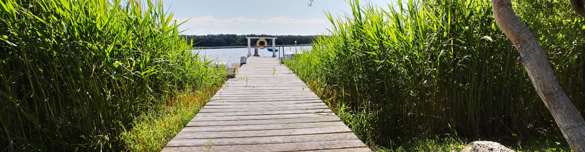 Hölzener Steg zwischen Schilf im Sonnenschein vor dem blauen See