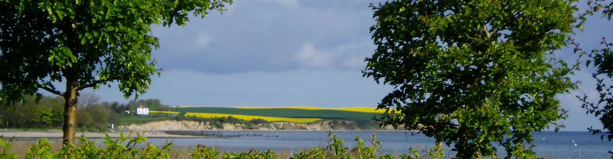 Blühende Rapsfelder an der Steilküste von Boltenhagen