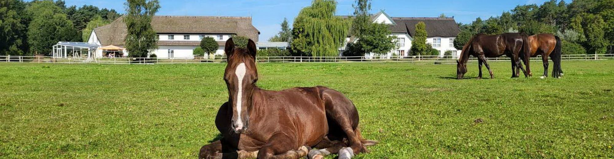 Liegendes Pferd auf grüner Pferdewiese dahinter die Hotelgebäude mit Reetdach