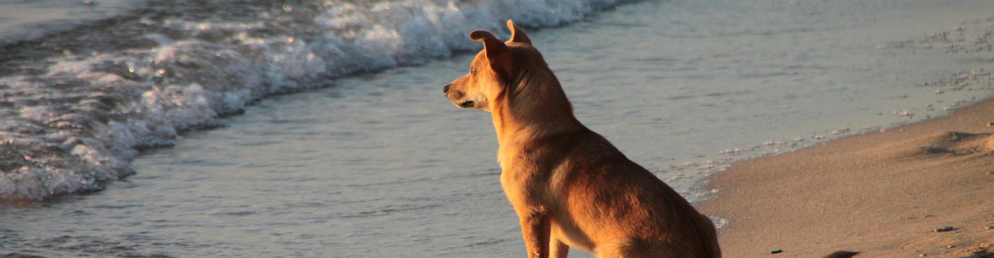 Ein kleiner Hund sitzt am Strand und schaut auf die Wellen