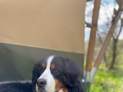 Safarizelt – Camping Drei Spatzen