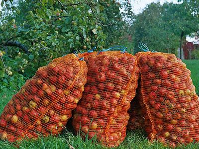 Apfelernte im Herbst