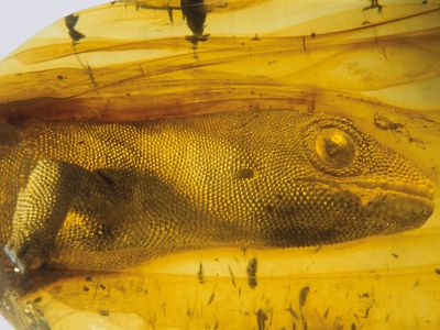 Bernsteinmuseum Fossilien im Bernstein | © Stadt Ribnitz-Damgarten