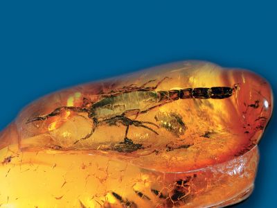 Bernsteinmuseum Fossilien im Bernstein | © Stadt Ribnitz-Damgarten