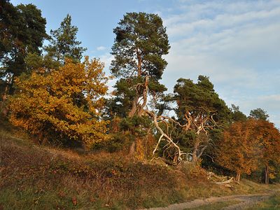 Altes Müritzufer bei Speck | © B. Lüthi Herrmann