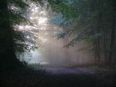 Buchenwald im Nebel | © N. Künkler