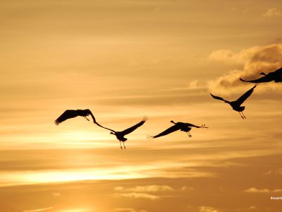 Abendstimmung mit Kranichen | © S.Hoffmeister