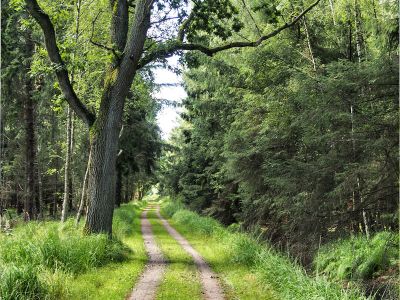 Terrainkurweg: Waldweg