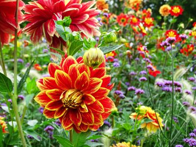Dahlien | ©  Gnter - stock.adobe.com