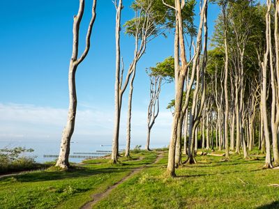 Wald an der Ostsee | © elxeneize - stock.adobe.com