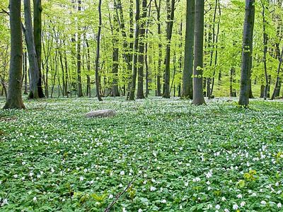 Ostern in Lohme