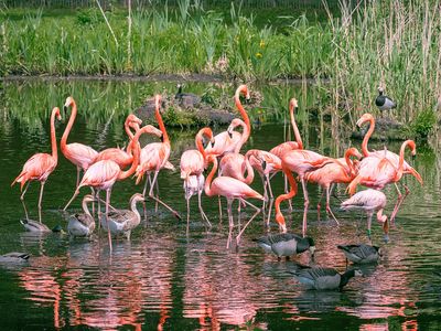 © Zoo Schwerin