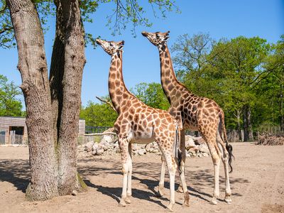 © Zoo Schwerin
