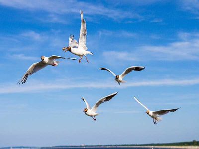 Sommerangebot Pension Seeperle