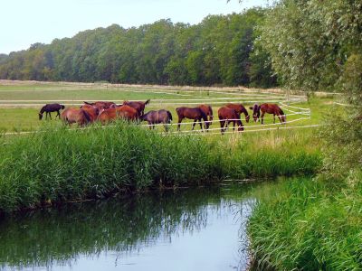 Landschaftsschutzgebiet Lewitz