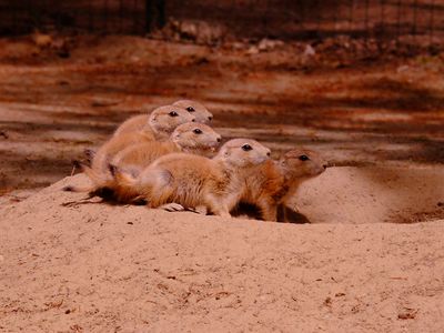 Präriehund Jungtiere | © Tierpark Wolgast