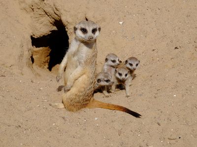 Erdmänchen mit Jungtieren | © Tierpark Wolgast