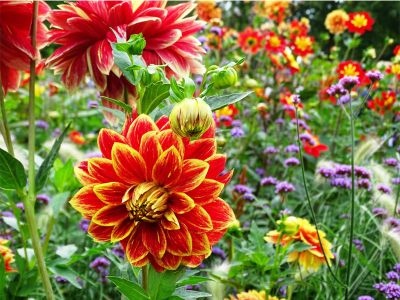 Dahlienfest im Kurpark Bad Sülze | Gnter - stock.adobe.com