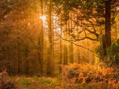 Arboretum ähnliche Ansicht | © pexels