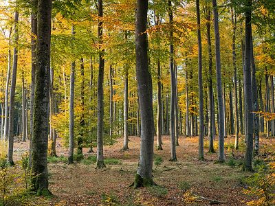 Arboretum ähnliche Ansicht | © pexels