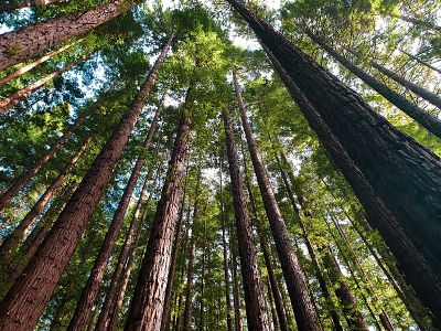 Arboretum ähnliche Ansicht | © pexels