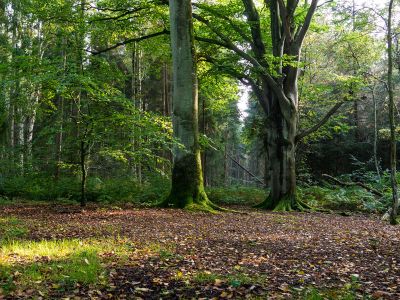Naturschutzgebiet Ahrenshooper Holz