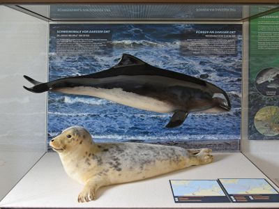 © Anke Neumeister DMM