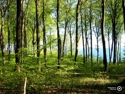 Buchenwald mit Blick auf die Ostsee  | © Andreas Nehring