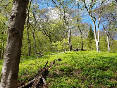 Frühling im Buchenwald  | © Ingolf Stodian