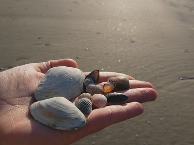 Muscheln | © Marie Rossberg - Verein Jordsand