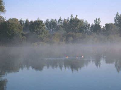 Naturschutzgebiet Binsenbrink im Teterower See